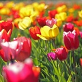 Tulpenfeld